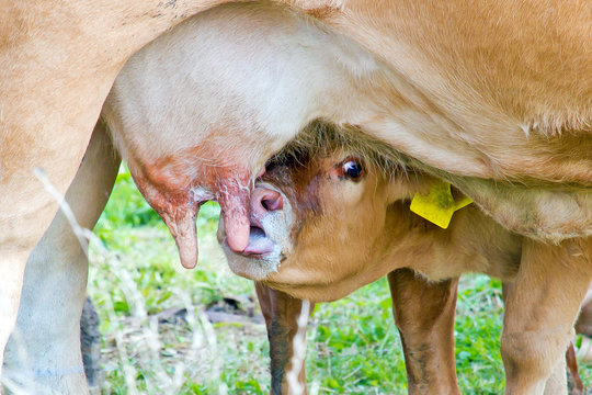 Kleines Kalb beim S&auml;ugen