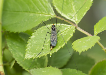 Насекомое комар-долгоножка (Карамора)