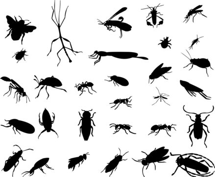 bugs collection - vector