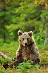 Naklejka na ściany i meble Brown bear sitting in the forest
