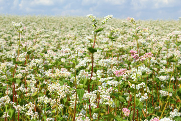Buckwheat flowers blossoming on field in summer