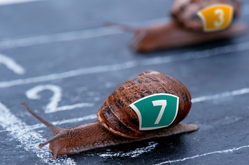 The winner snail crosses the finish line © GoodPics