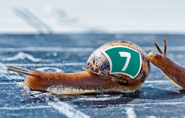 snail finish encouraged by its congener