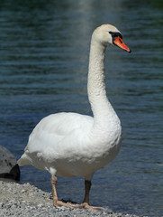 beauté d'un oiseau