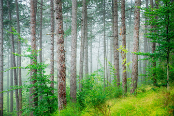 Beautiful pine tree forest