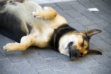 dog