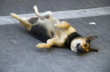 dog