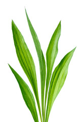 Fototapeta na wymiar Ribwort (Plantago lanceolata)