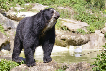 Andean bear (Tremarctos ornatus)