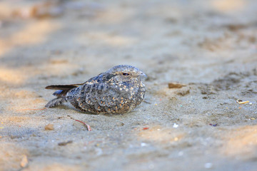 Savanna Nightjar (Caprimulgus affinis) in Bali Island, Indonesia