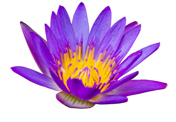 Purple lotus flower with yellow pollen on white background