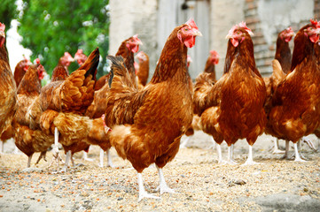 Poulets sur une ferme avicole traditionnelle en plein air