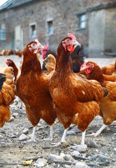 Chickens on traditional free range poultry farm