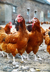Chickens on traditional free range poultry farm