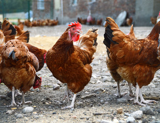 Chickens on traditional free range poultry farm