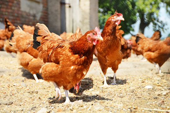 Chickens on traditional free range poultry farm