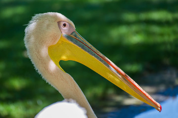 Pelikan