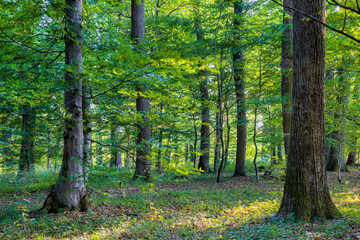 Bavarian Summer Forrest