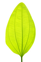 Single green leaf on white background.