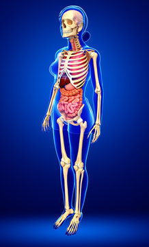 Female skeleton and digestive system