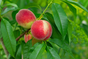 Ripe peach with green leaf