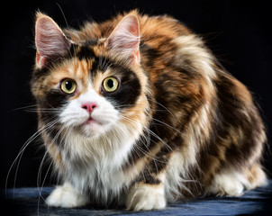 Cat. Breed - the Maine Coon