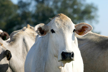 Fototapeta na wymiar cattle
