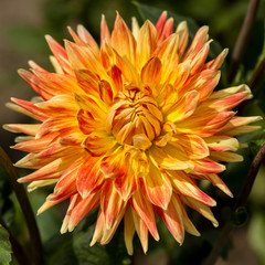 blooming dahlia