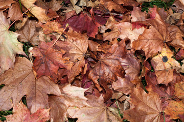 impression of leaves and autumn colors