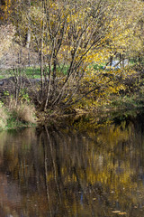 impression of leaves and autumn colors