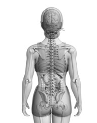 Obraz premium Digestive system of female anatomy