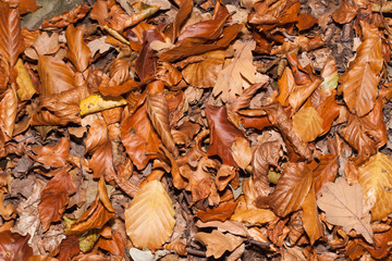impression of leaves and autumn colors