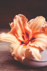 Fototapeta na wymiar orange flowers lilia