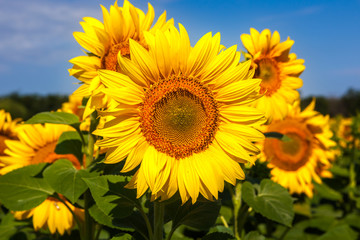 Sunflower closeup