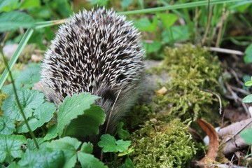 hérisson