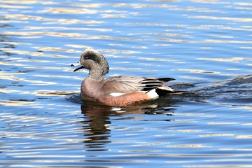 American Wigeon (Anas americana)