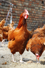 Chickens on traditional free range poultry farm