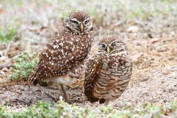 Burrowing Owls (athene cunicularia)