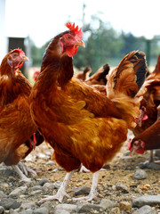 Chickens on traditional free range poultry farm