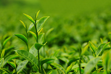 Fresh tea leaves in plantation