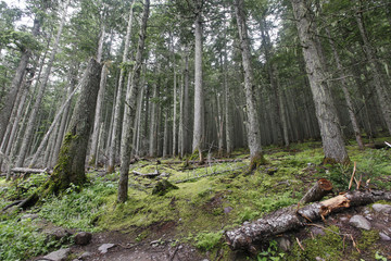 A coniferous forest in Glacier National Park, Montana.