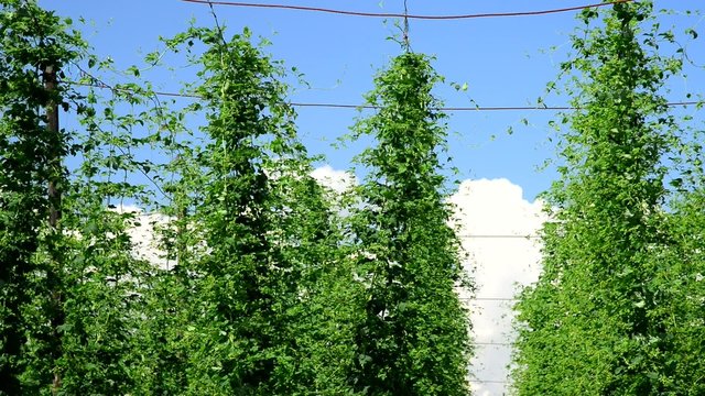 hop garde in the june, real time