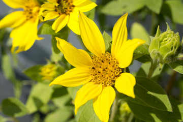 Sunflower, Helianthus annuus