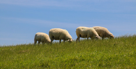 Fototapeta premium Deichschafe