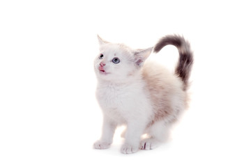 Small kitten on white