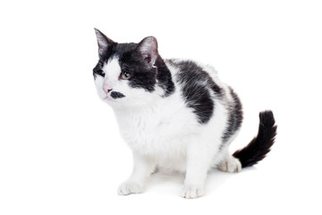 Mixed breed blind cat on white