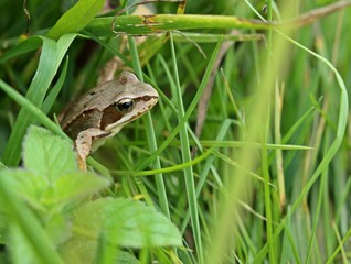 Junger Grasfrosch (Rana temporaria) in der Wiese