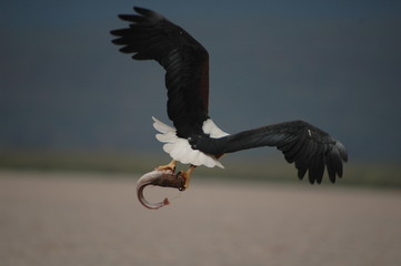 African Fish eagle with fish at Naivasha Lake, Kenya