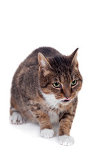 Obraz premium Thin adult tabby cat