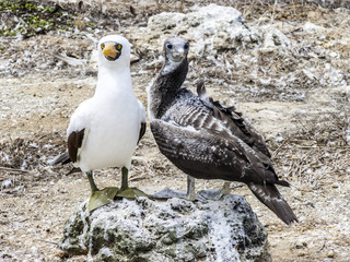 Close up of  masked Boobie at Galapagos island of North Seymour